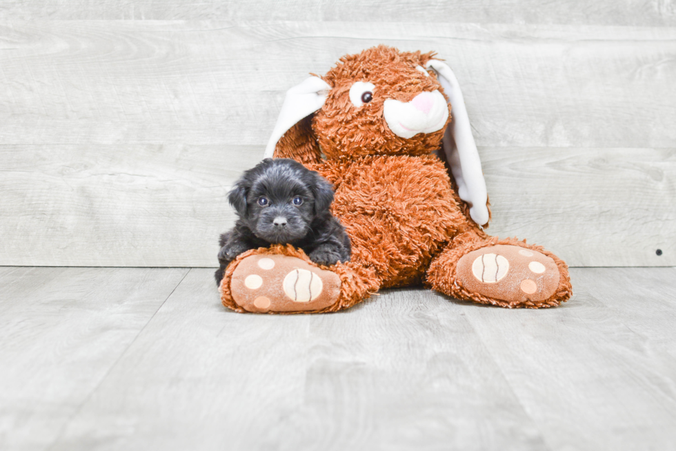 Adorable Yorkie Doodle Poodle Mix Puppy