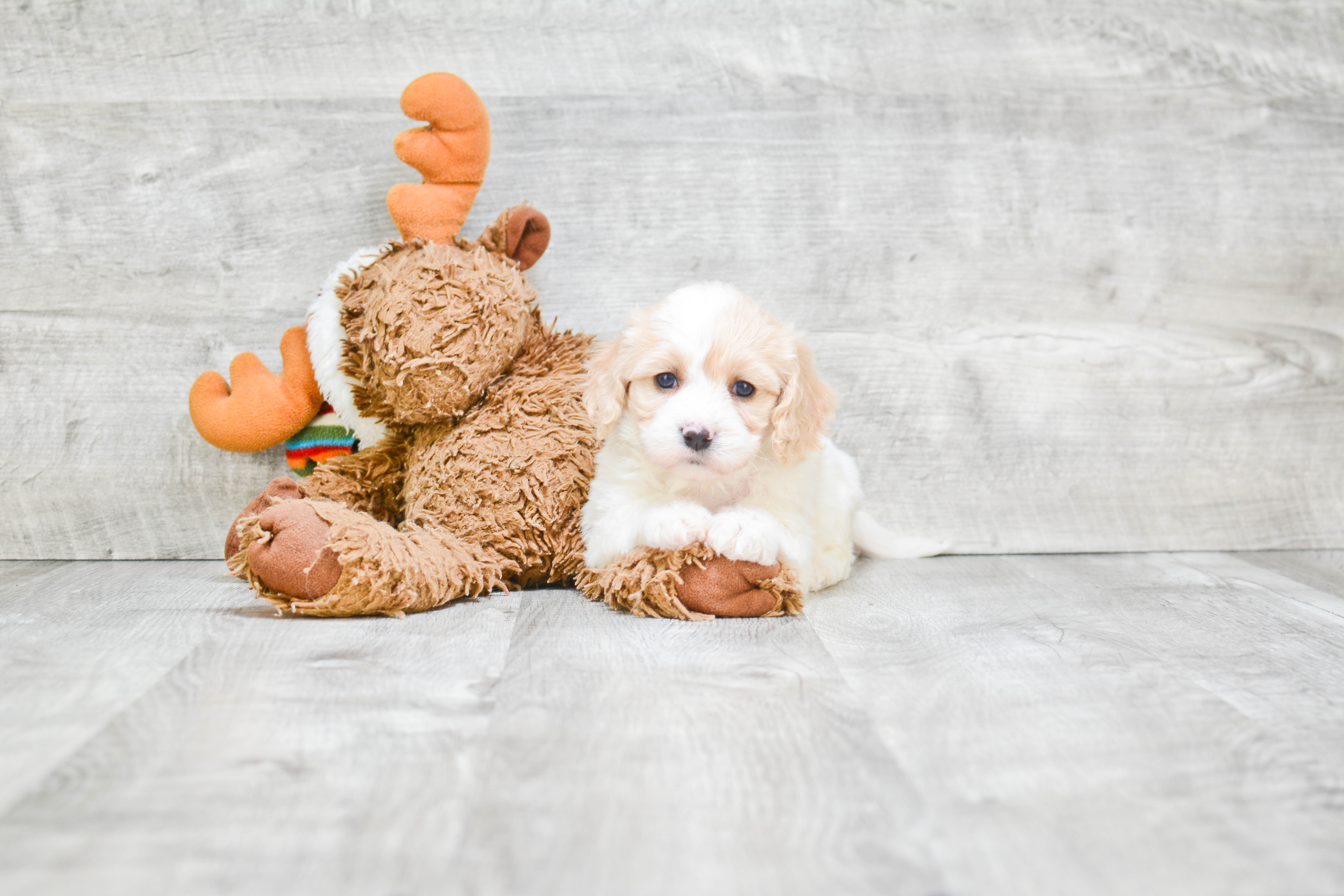 Cavachon Pup Being Cute
