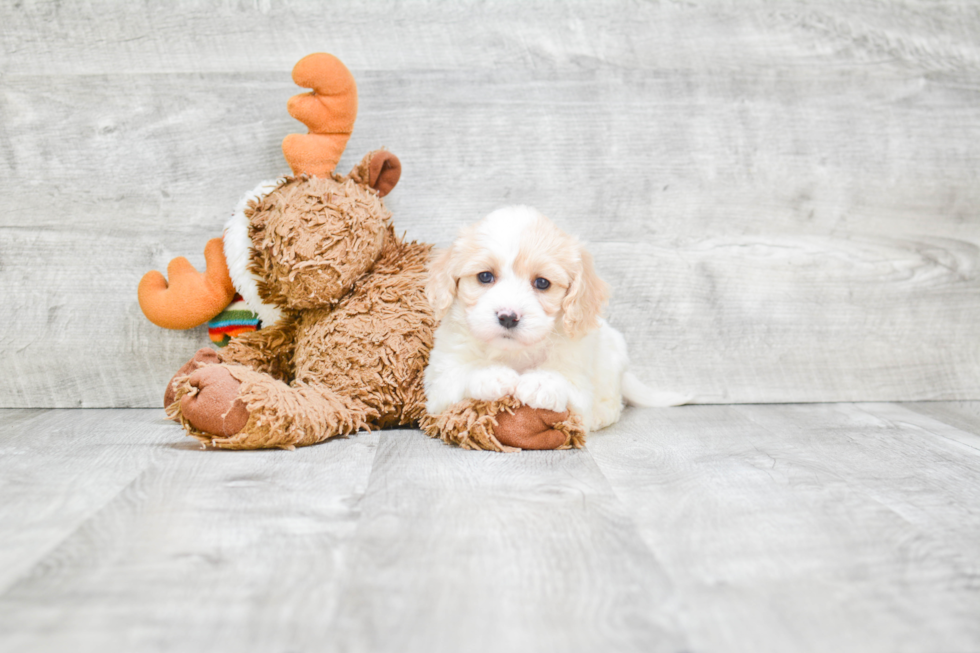 Cavachon Pup Being Cute