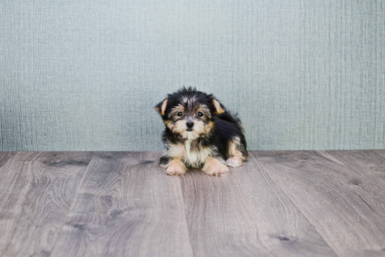 Best Morkie Baby