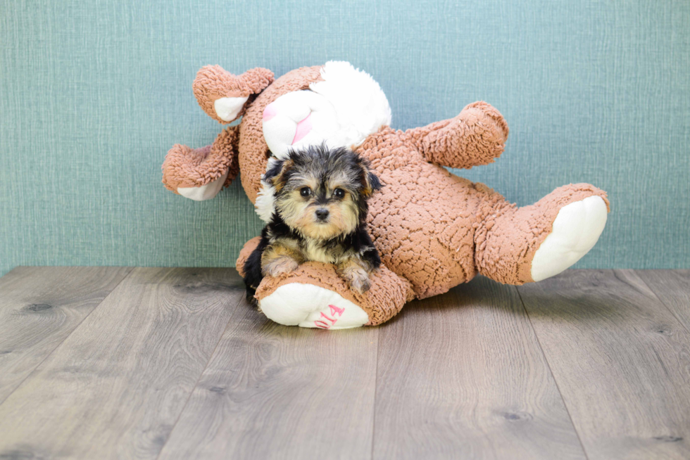 Best Morkie Baby