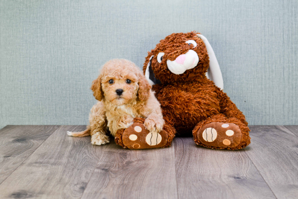 Funny Cavapoo Poodle Mix Pup