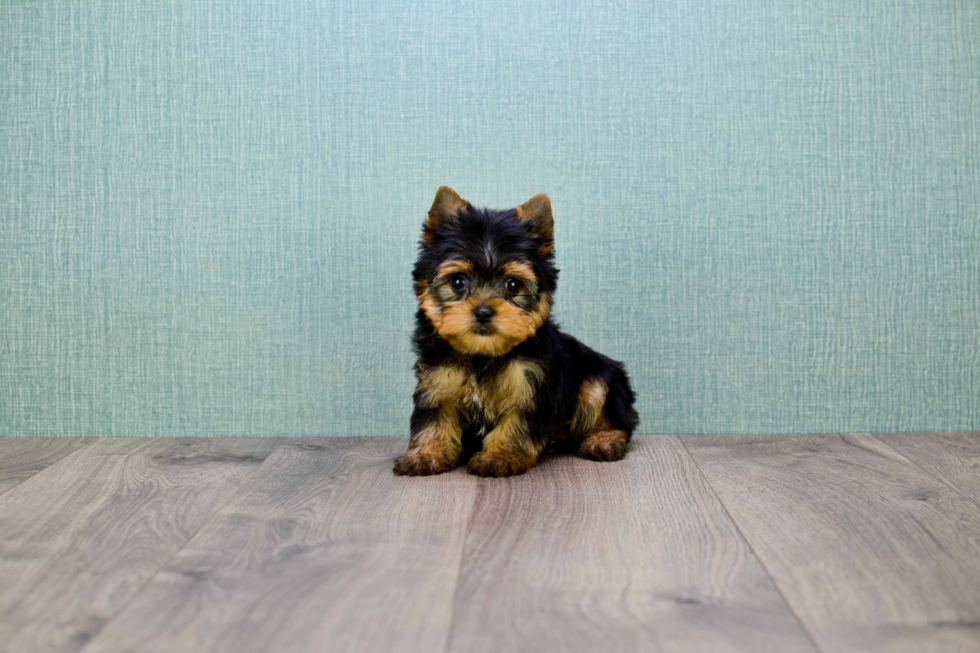 Meet Rascal - our Yorkshire Terrier Puppy Photo 