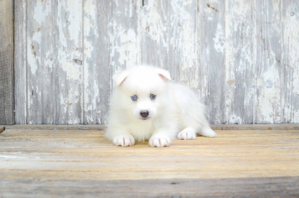 Pomsky Pup Being Cute