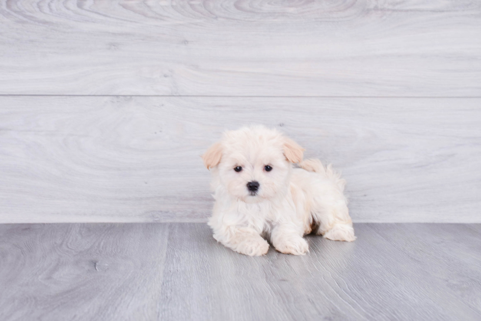 Best Maltipoo Baby