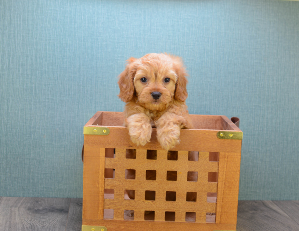 Playful Cavoodle Poodle Mix Puppy