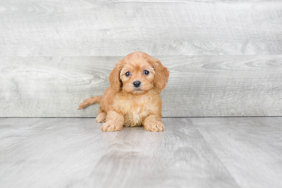 Cavapoo Pup Being Cute