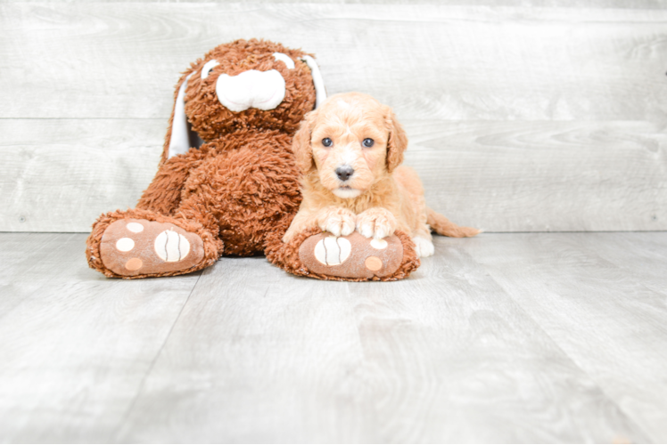 Popular Mini Goldendoodle Poodle Mix Pup