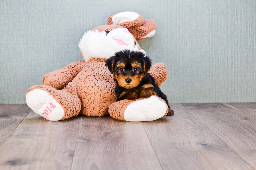 Meet Bella - our Yorkshire Terrier Puppy Photo 