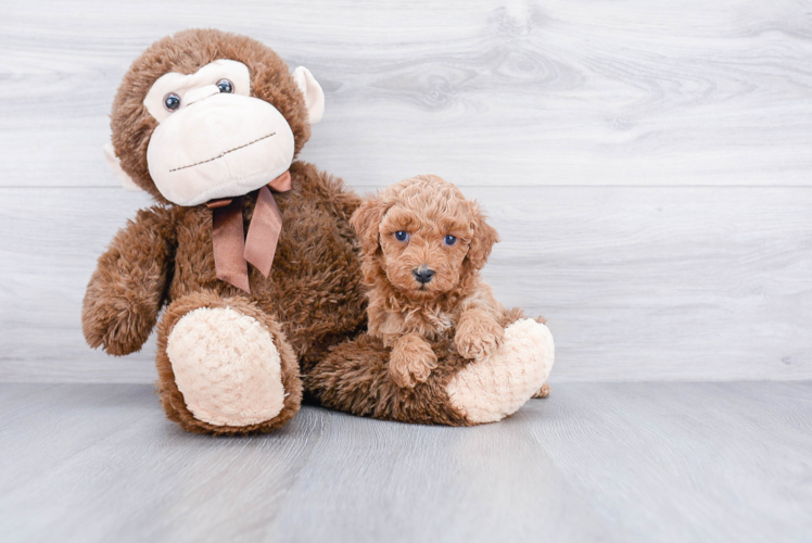 Popular Cockapoo Poodle Mix Pup