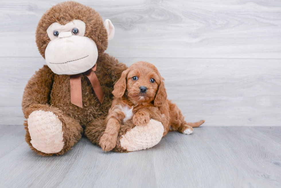 Best Cavapoo Baby