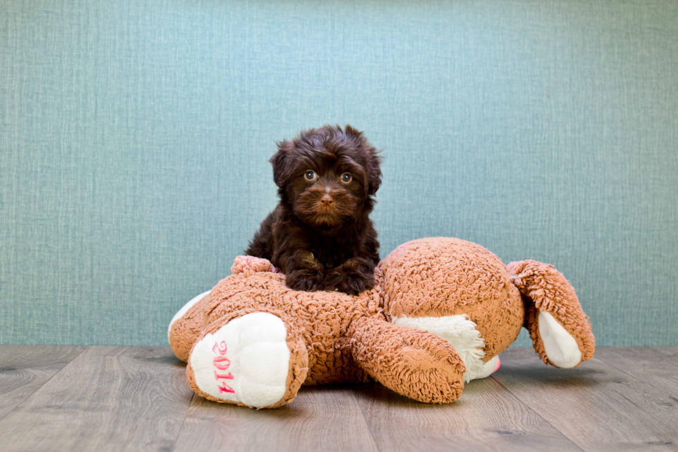 Havanese Pup Being Cute