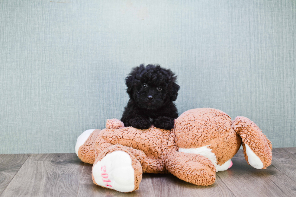 Small Cavapoo Baby