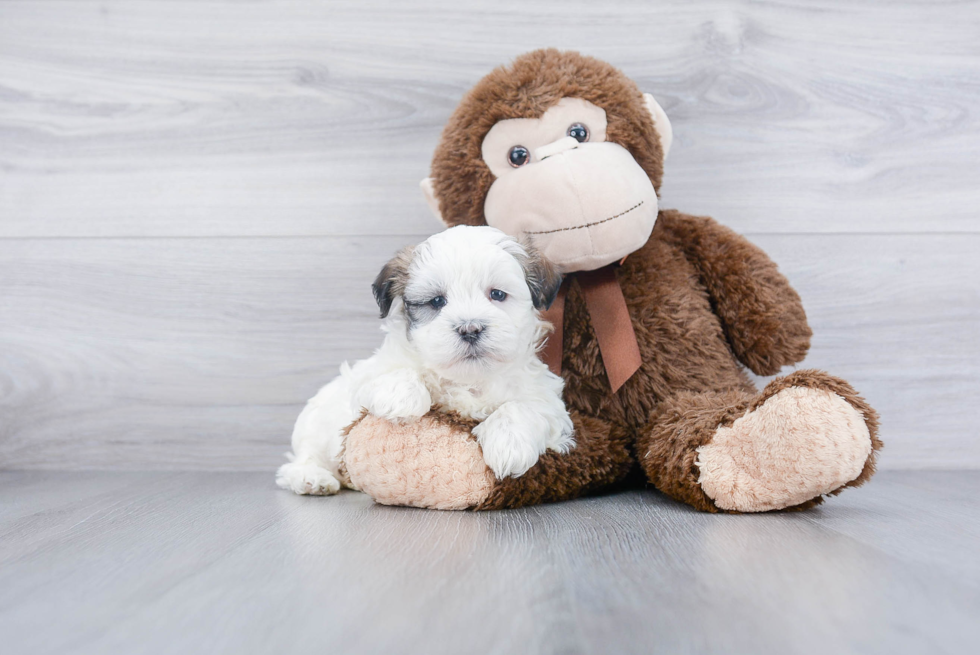 Popular Teddy Bear Designer Pup