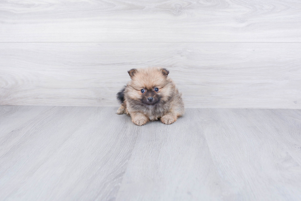 Pomeranian Puppy for Adoption