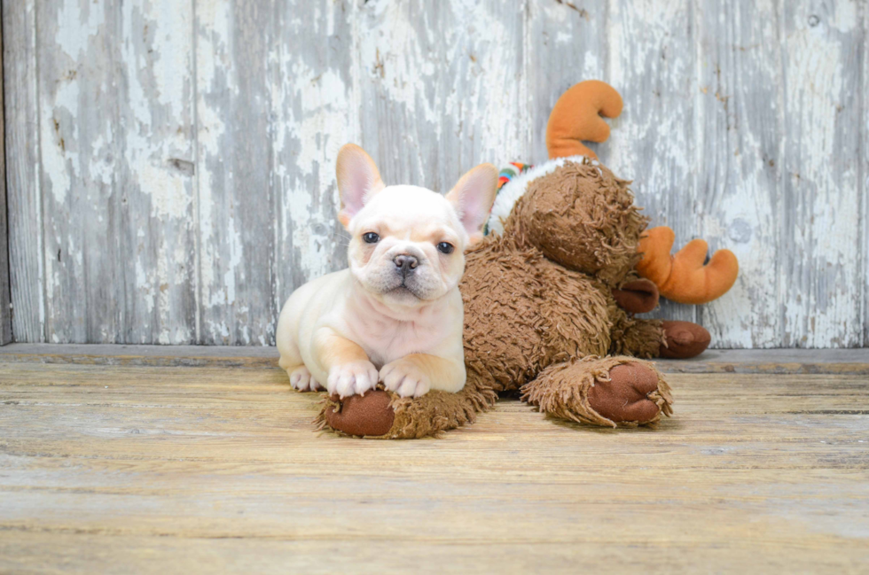 French Bulldog Puppy for Adoption