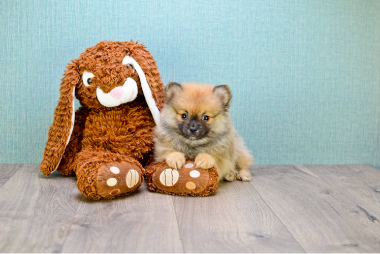 Hypoallergenic Pomeranian Baby