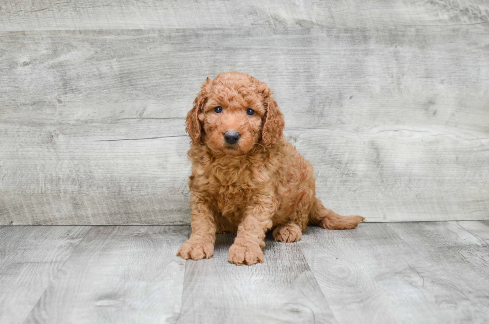 Friendly Mini Goldendoodle Baby