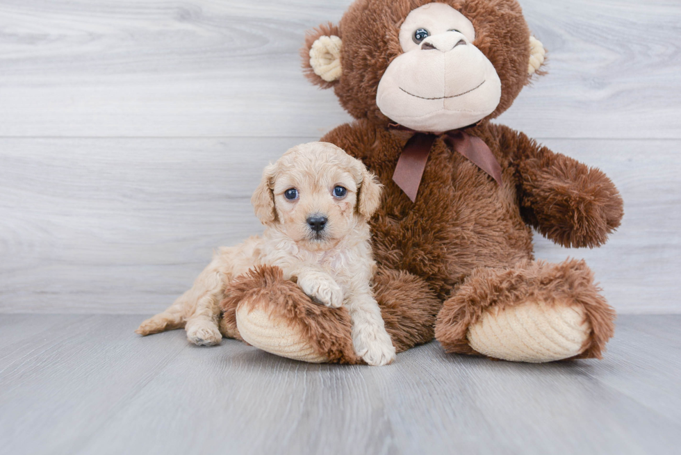 Happy Cavapoo Baby