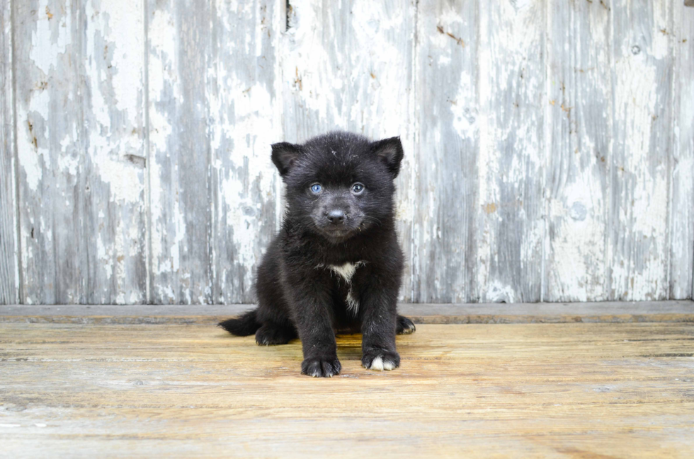 Pomsky Pup Being Cute