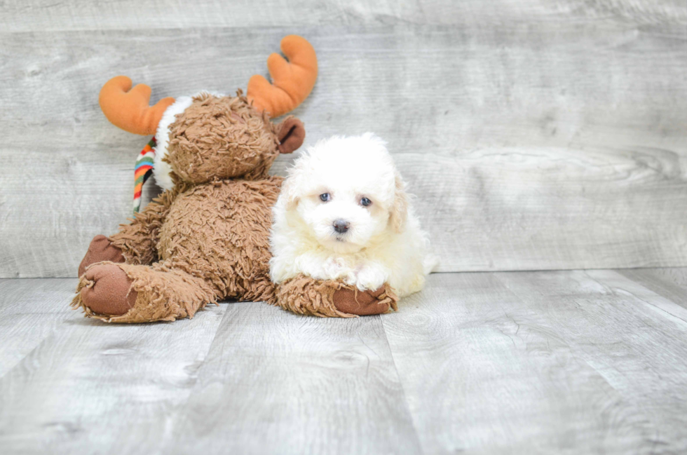 Small Havanese Baby