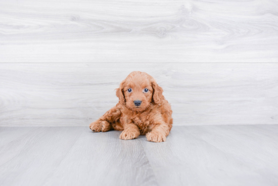 Friendly Mini Goldendoodle Baby