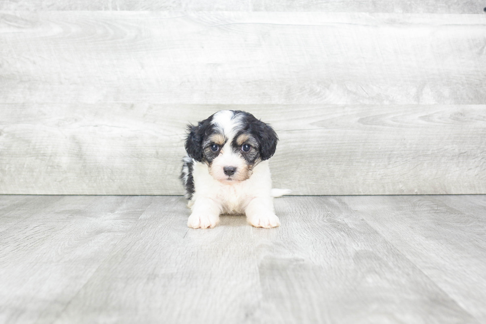 Petite Cavachon Designer Pup