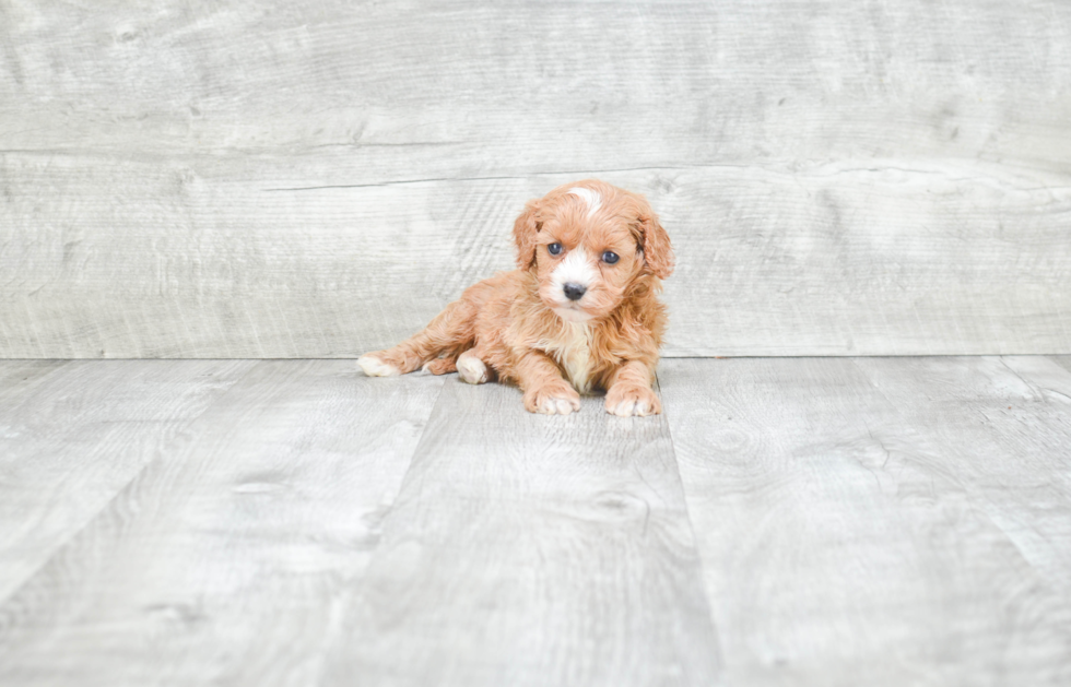 Fluffy Cavapoo Poodle Mix Pup