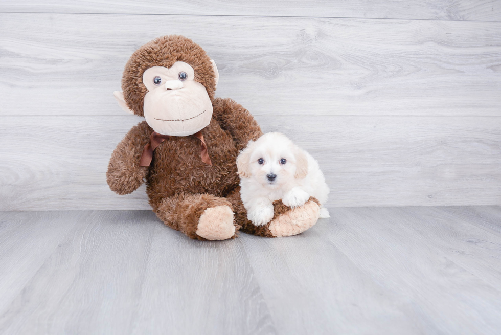 Hypoallergenic Maltese Poodle Poodle Mix Puppy