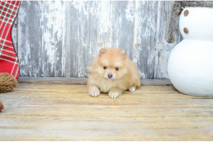 Pomeranian Pup Being Cute