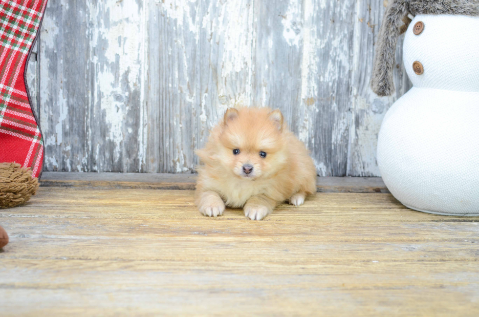 Pomeranian Pup Being Cute