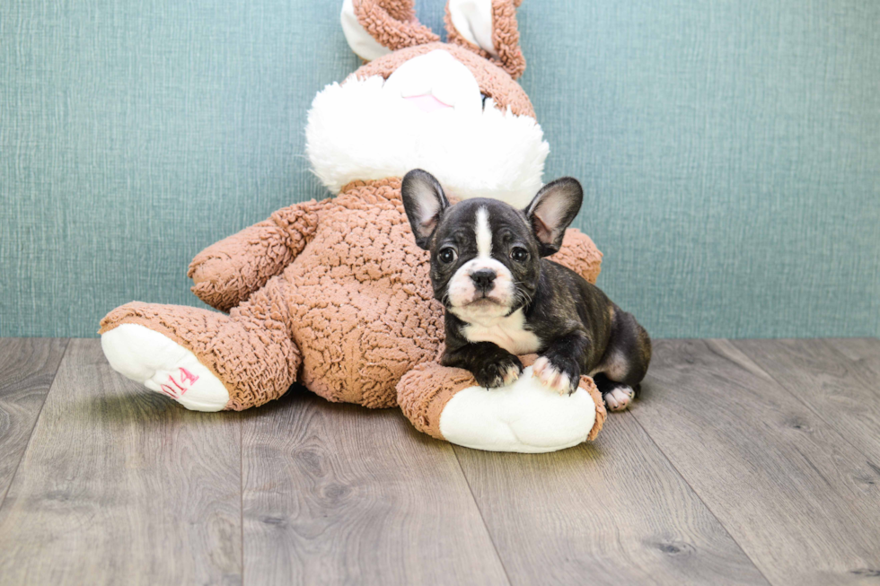 Smart Frenchie Purebred Puppy