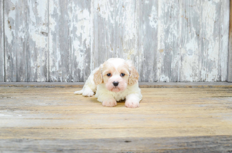 Little Cavalier Designer Puppy