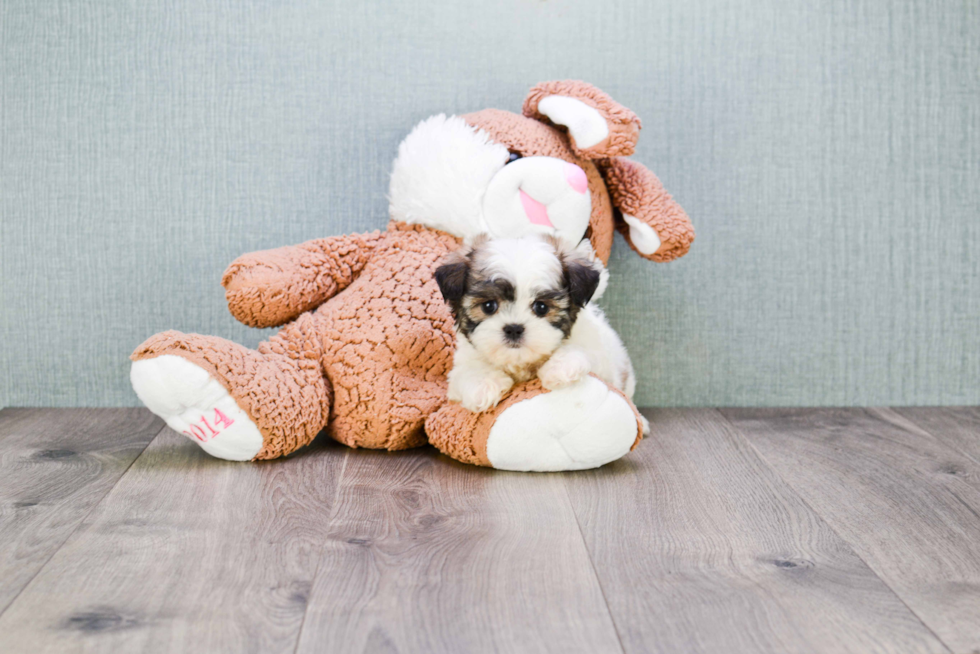 Popular Teddy Bear Designer Pup