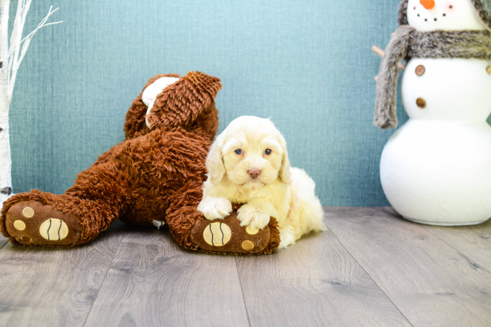 Cavapoo Pup Being Cute