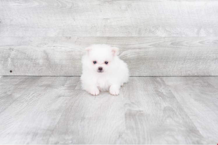 Pomeranian Pup Being Cute