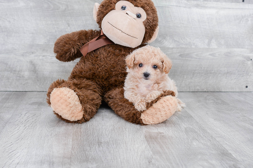 Best Maltipoo Baby