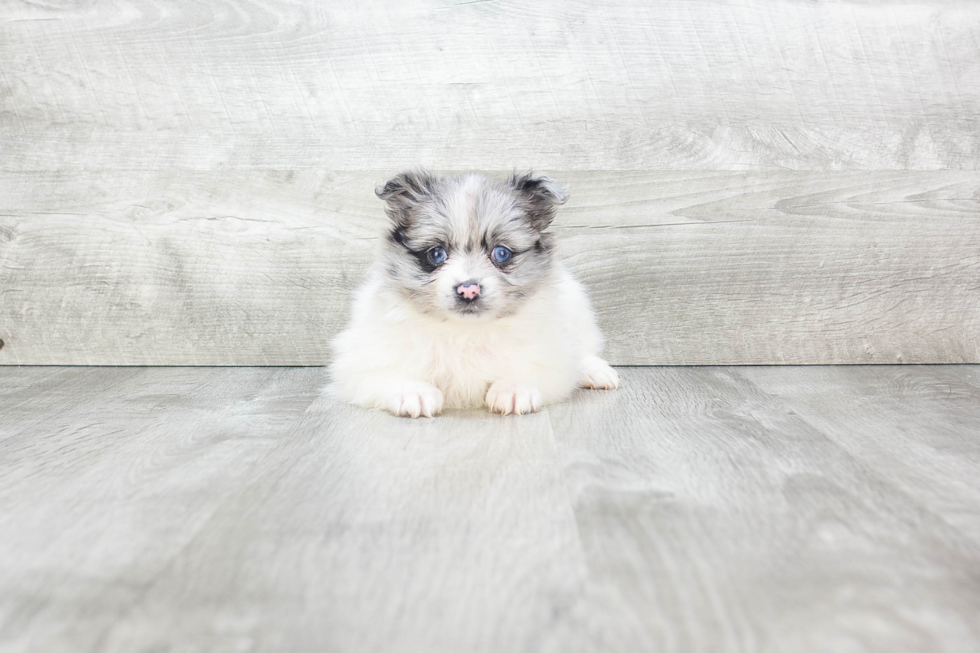 Pomeranian Pup Being Cute