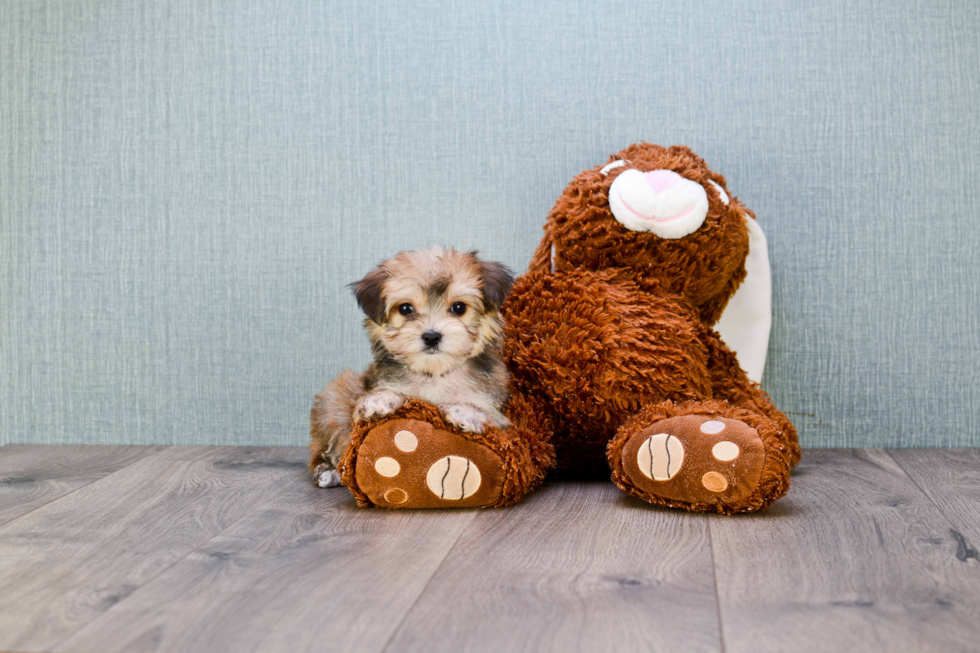 Playful Yorkie Designer Puppy