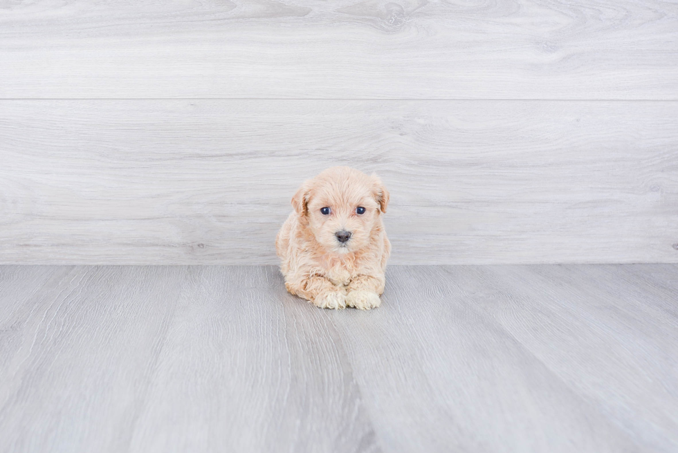 Maltipoo Pup Being Cute