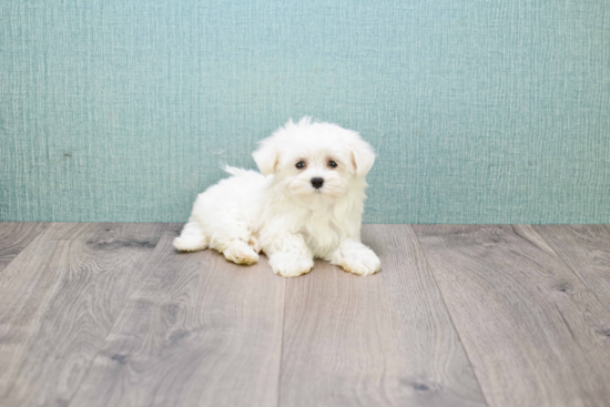 Funny Maltese Purebred Pup