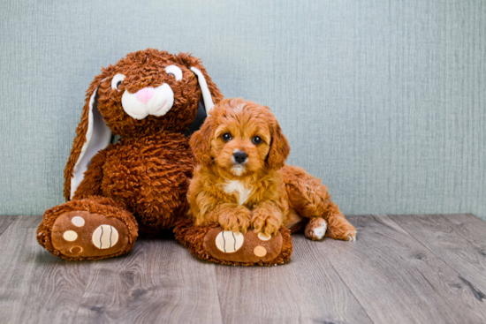 Cavapoo Puppy for Adoption