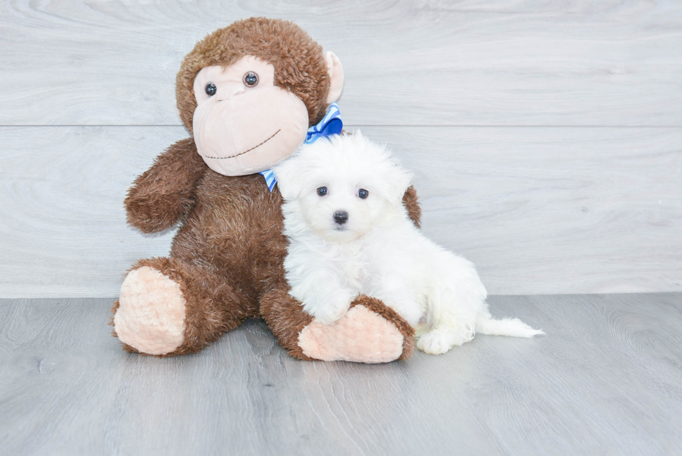 Maltese Pup Being Cute