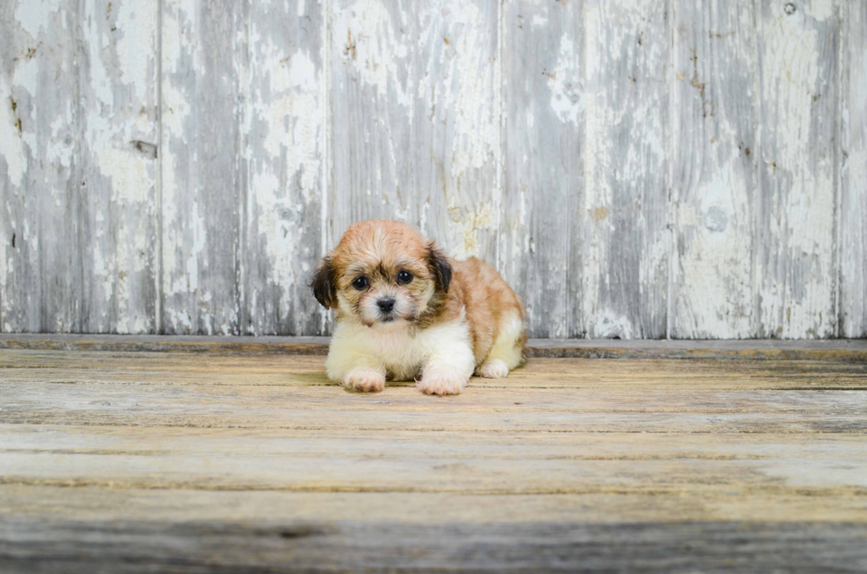 Teddy Bear Pup Being Cute