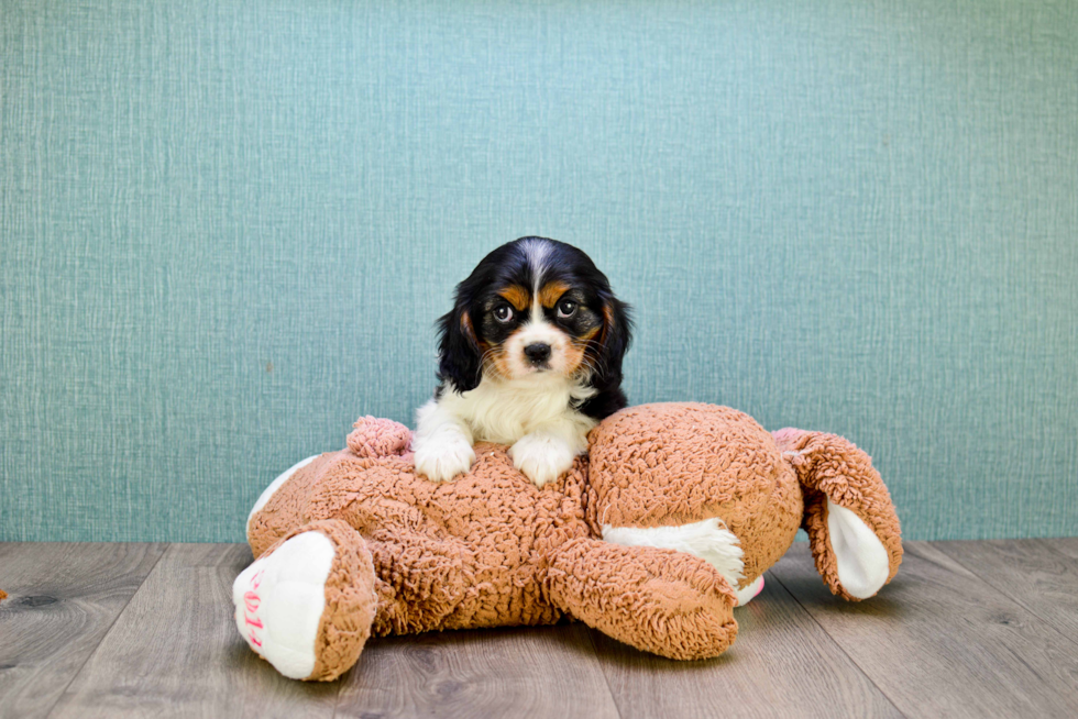Cavalier King Charles Spaniel Pup Being Cute