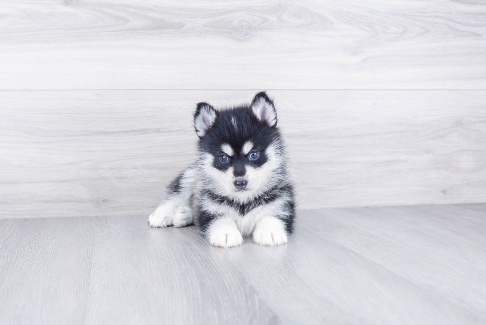 Popular Pomsky Designer Pup