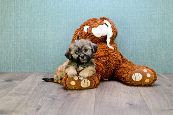 Best Havanese Baby