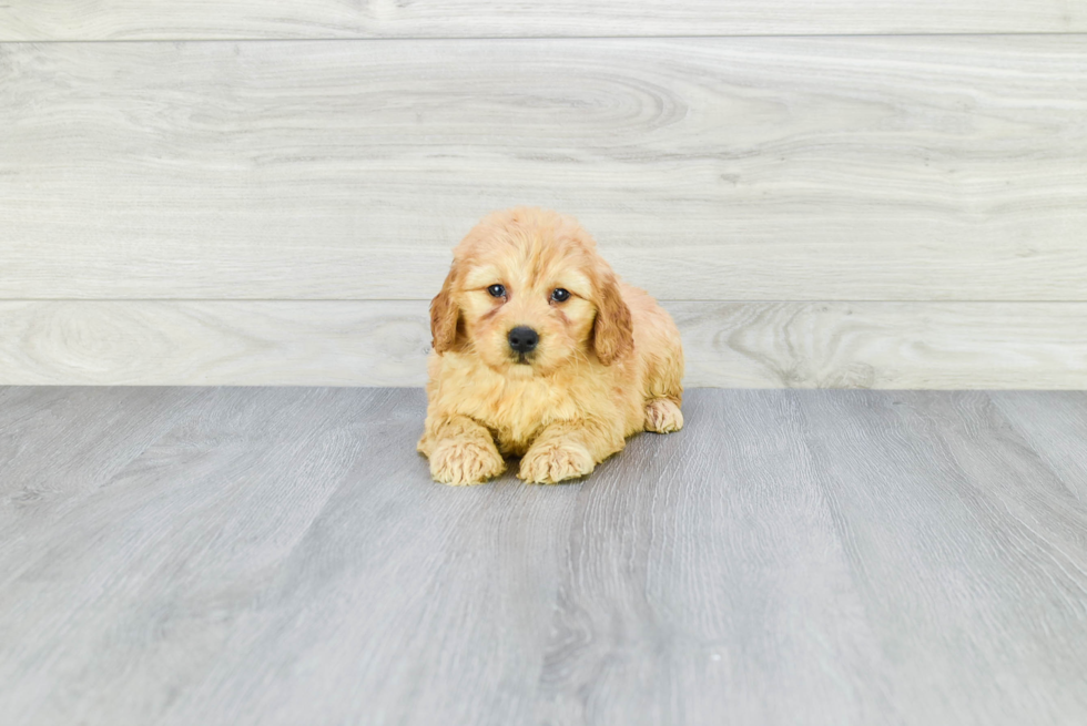 Smart Mini Goldendoodle Poodle Mix Pup