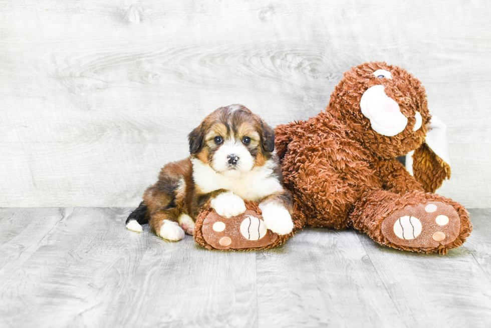 Mini Bernedoodle Puppy for Adoption