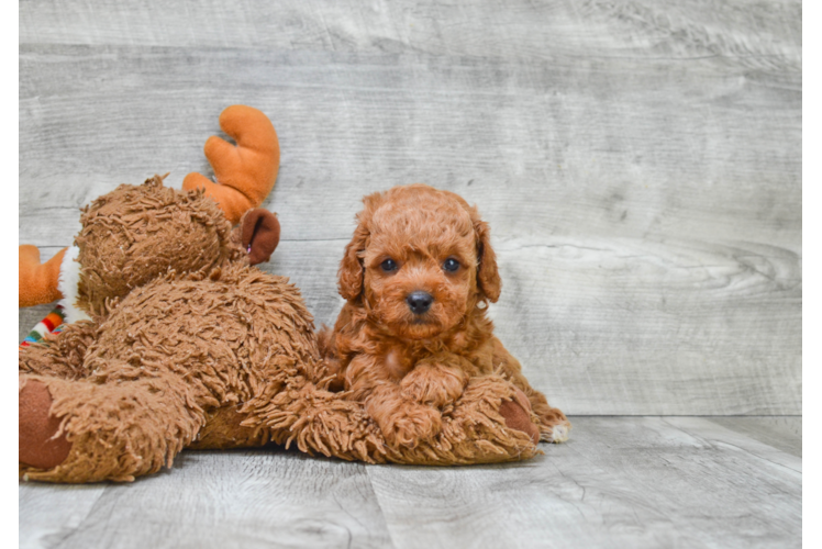 Cavapoo Pup Being Cute